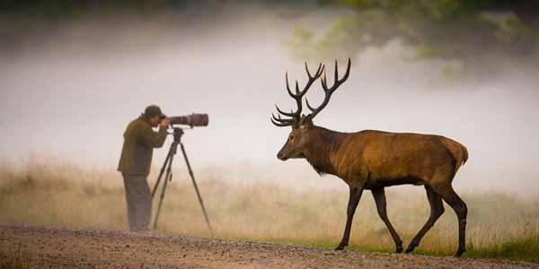 Wildlife Photography Tips for Beginners | 8 USEFUL Tips & Techniques!